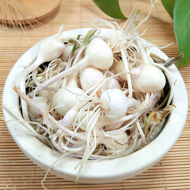 东北小根蒜新鲜蔬菜野葱特产大脑蹦浸没菜山蒜野蒜产