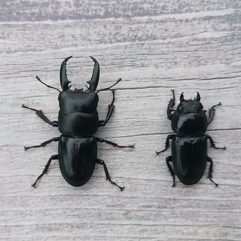 【京品严选】包活中华大扁锹甲虫天牛水牛宠物活体成虫昆虫锹甲虫活体