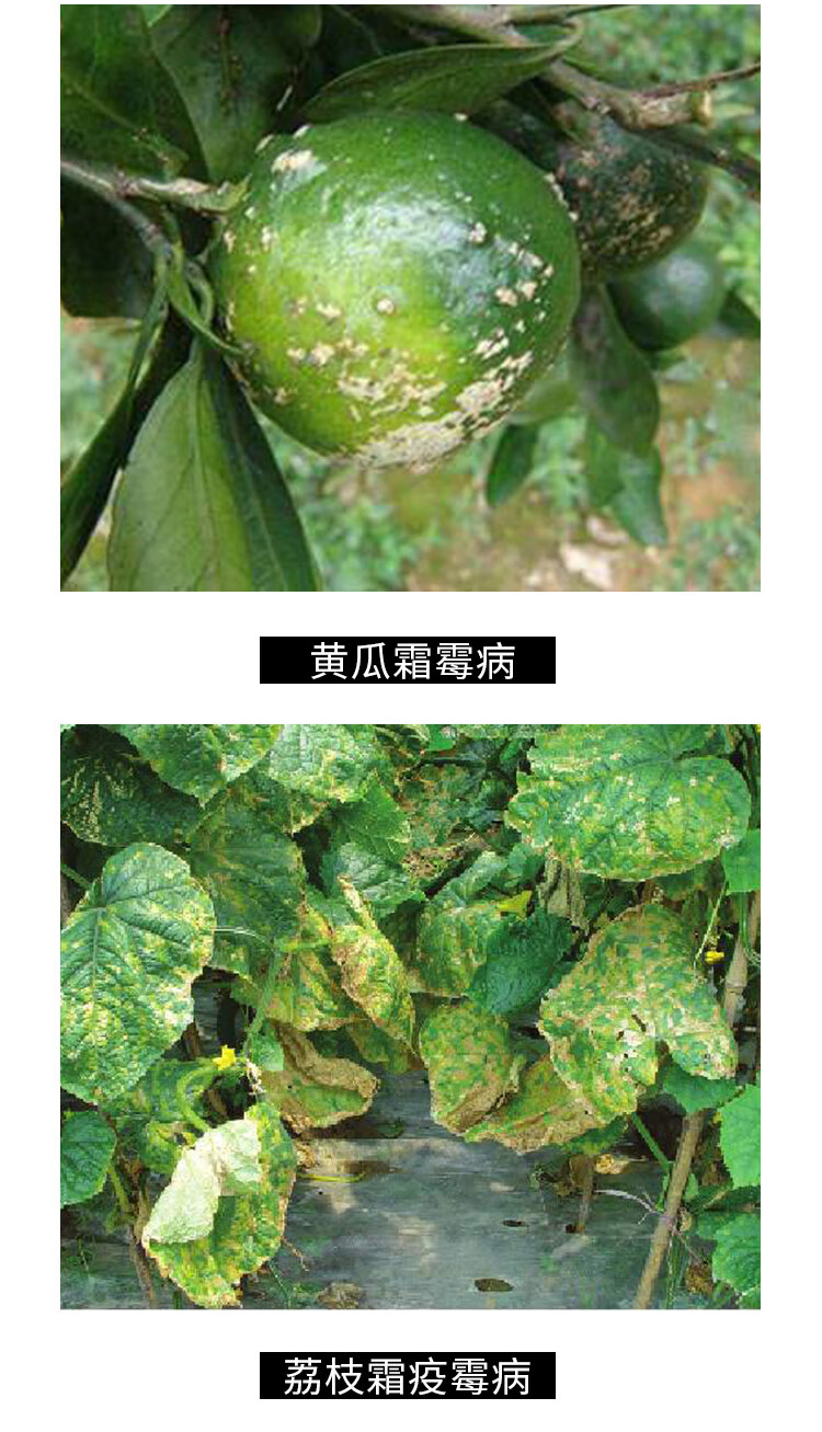 日本北兴春雷霉素王铜柑橘溃疡病叶霉病霜霉疫病农药剂 100g【图片