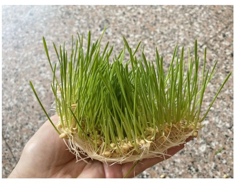 江西特产手工正宗麦芽糖米糖叮叮糖纯正饴糖糖果怀旧零食敲着吃 试吃