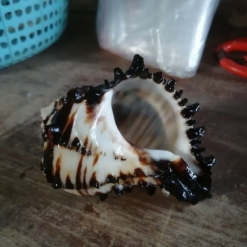 蓝海精灵天然海螺黑骨螺寄居蟹替换壳三湖虎鱼躲避鱼缸水草螺水族装饰