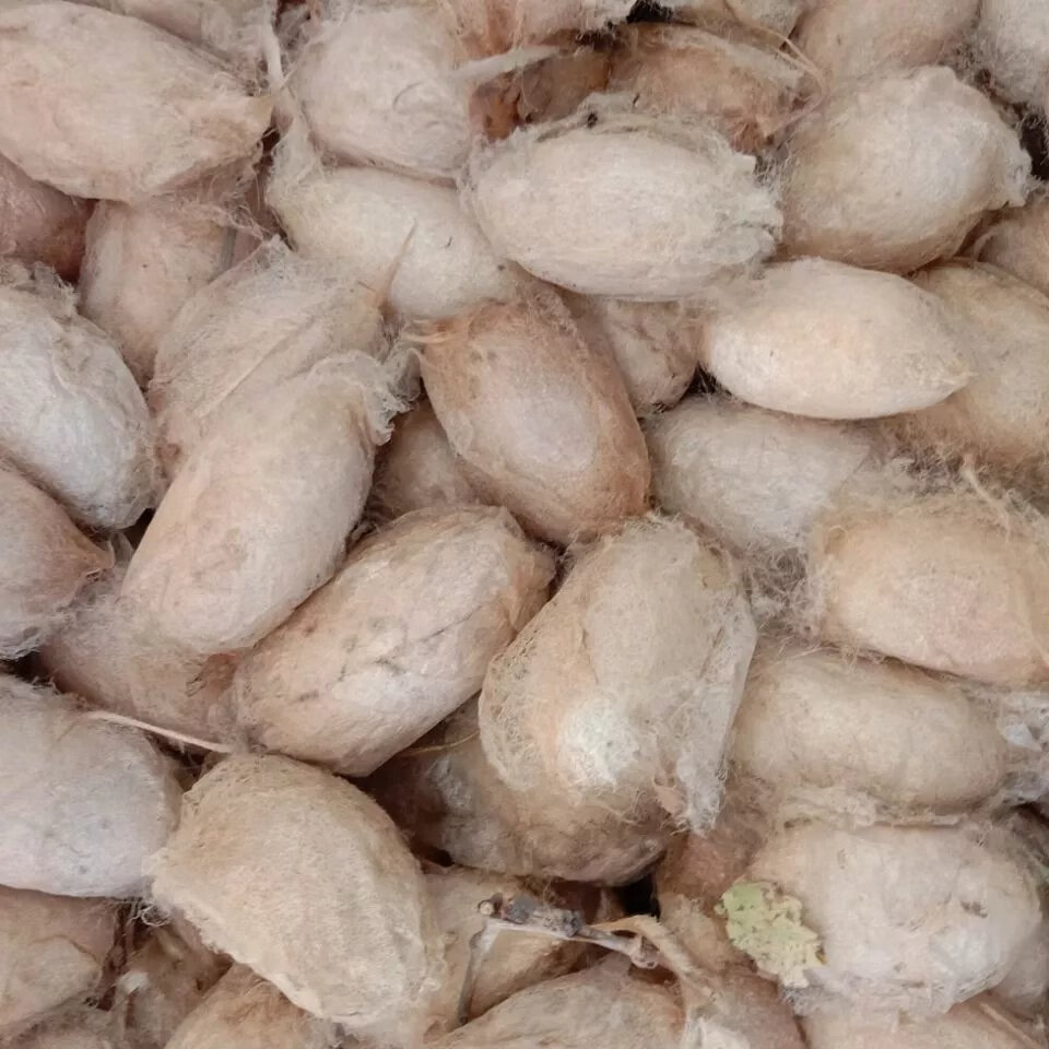 带壳活蚕蛹辽宁凤城带壳柞蚕大茧黑蚕蛹大茧蚕茧黄蛹蚕茧大个黄蛹 2斤