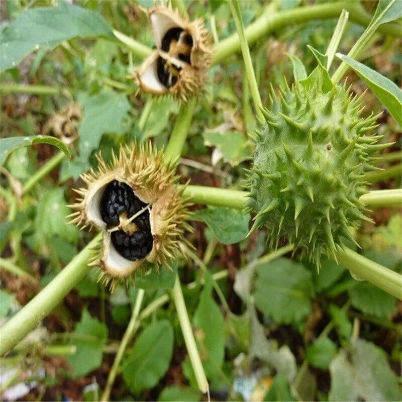 中药材 曼陀罗籽 醉葡萄 天茄子胡茄子 风茄果 中药籽 1000克【图片