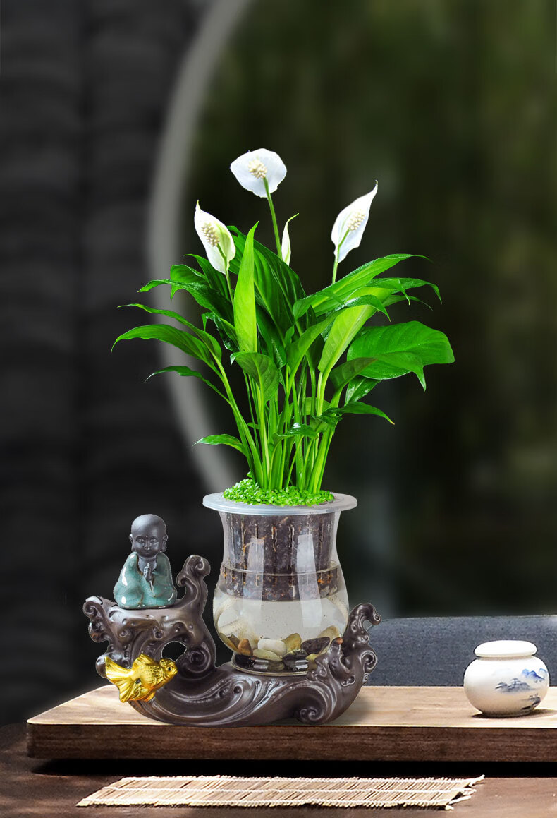 白掌盆栽植物室内客厅水养一帆风顺桌面净化空气玻璃花瓶水培花卉白掌