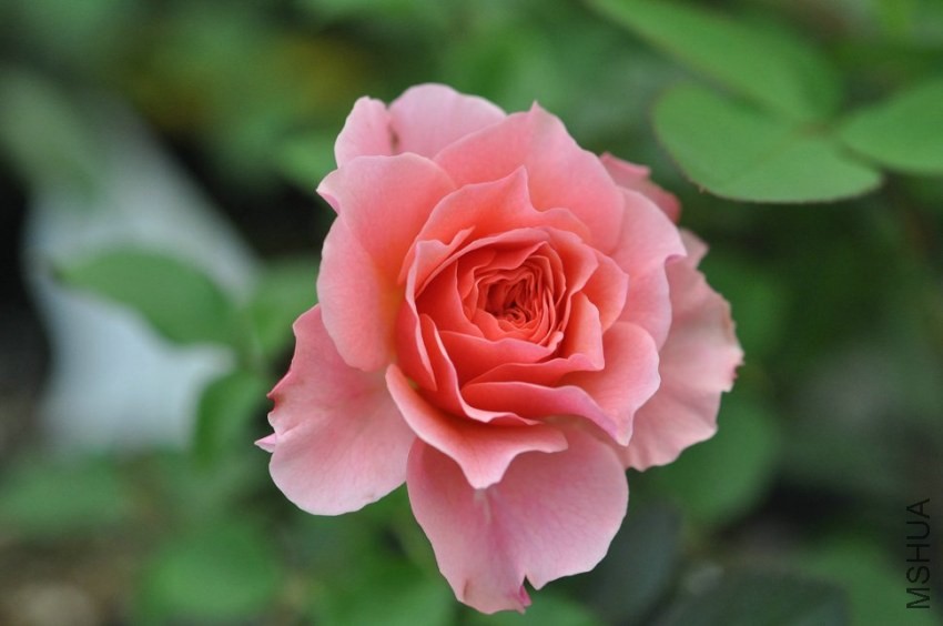 新月季花苗惑星/星斗 (letoile)月季苗花多丰花浓香【图片 价格 品牌