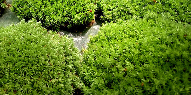 羽藓 小白发藓 苔藓 白发藓 苔藓盆景 diy素材 微景观 一盒白发藓12x8