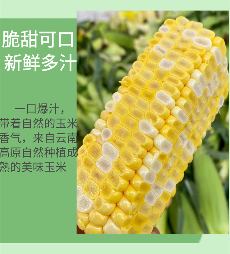 媚调 云南金银水果玉米新鲜斤生吃甜玉米现摘健身低脂蔬菜杂粮嫩苞谷