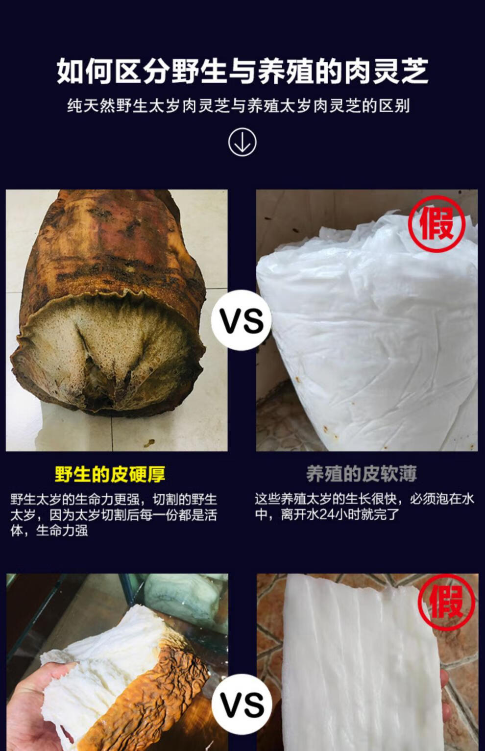 太岁肉灵芝整体带皮白肉土太岁活体泡水养生50g活太岁