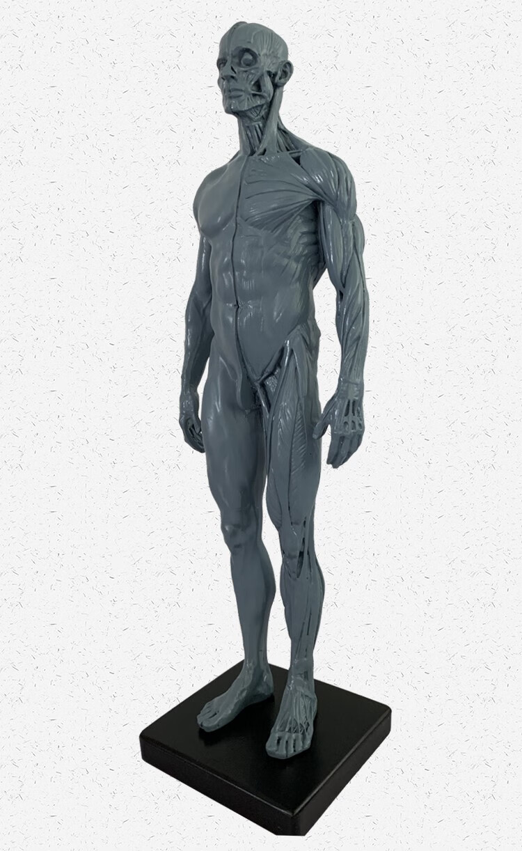 人体肌肉3d模型全身艺用美术绘画解结构男女人偶参考仿真雕塑 仿古