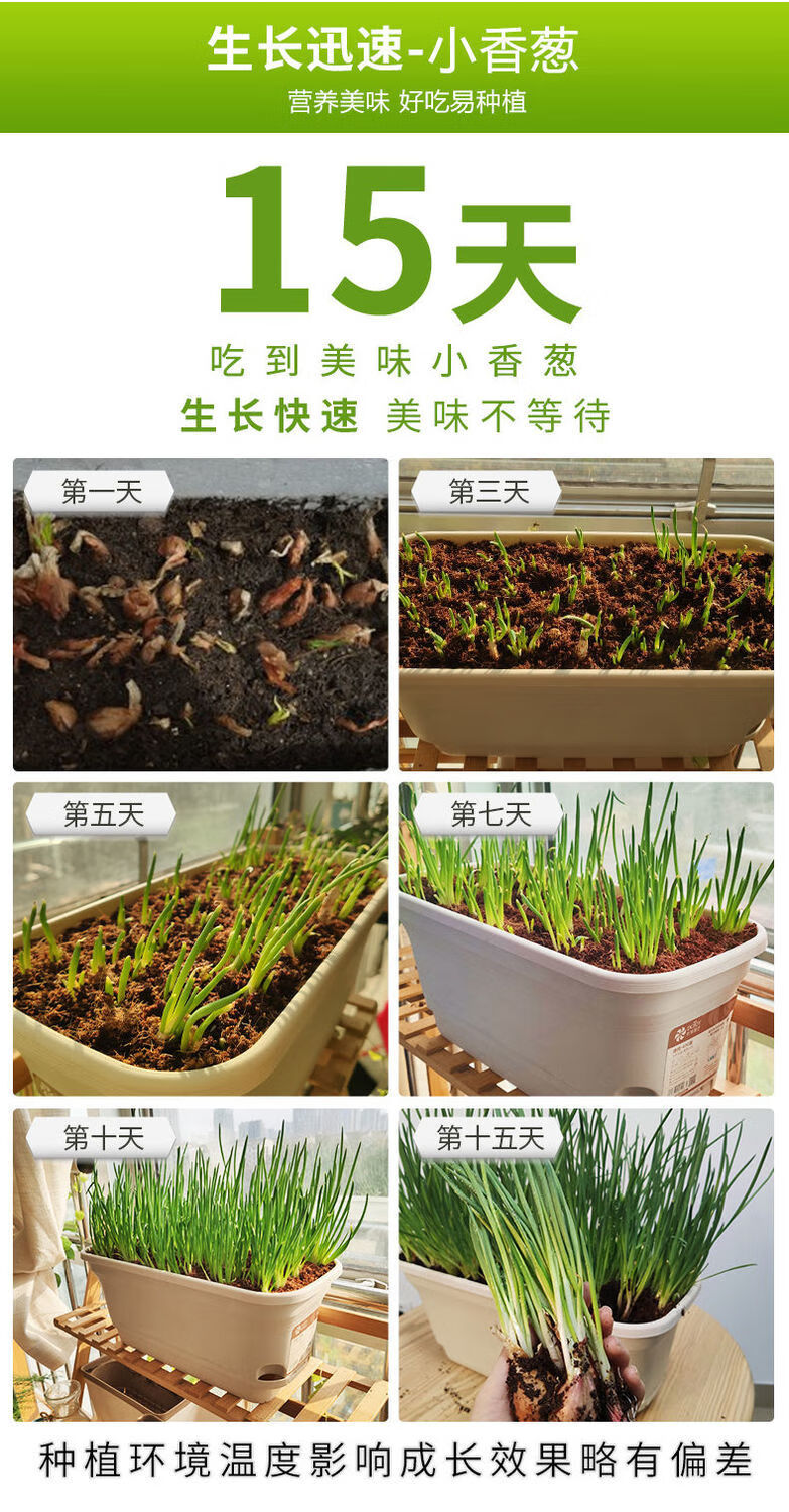 48小时发货葱种小香葱种子种头苗小葱种籽红葱头香葱苗红头四季盆栽