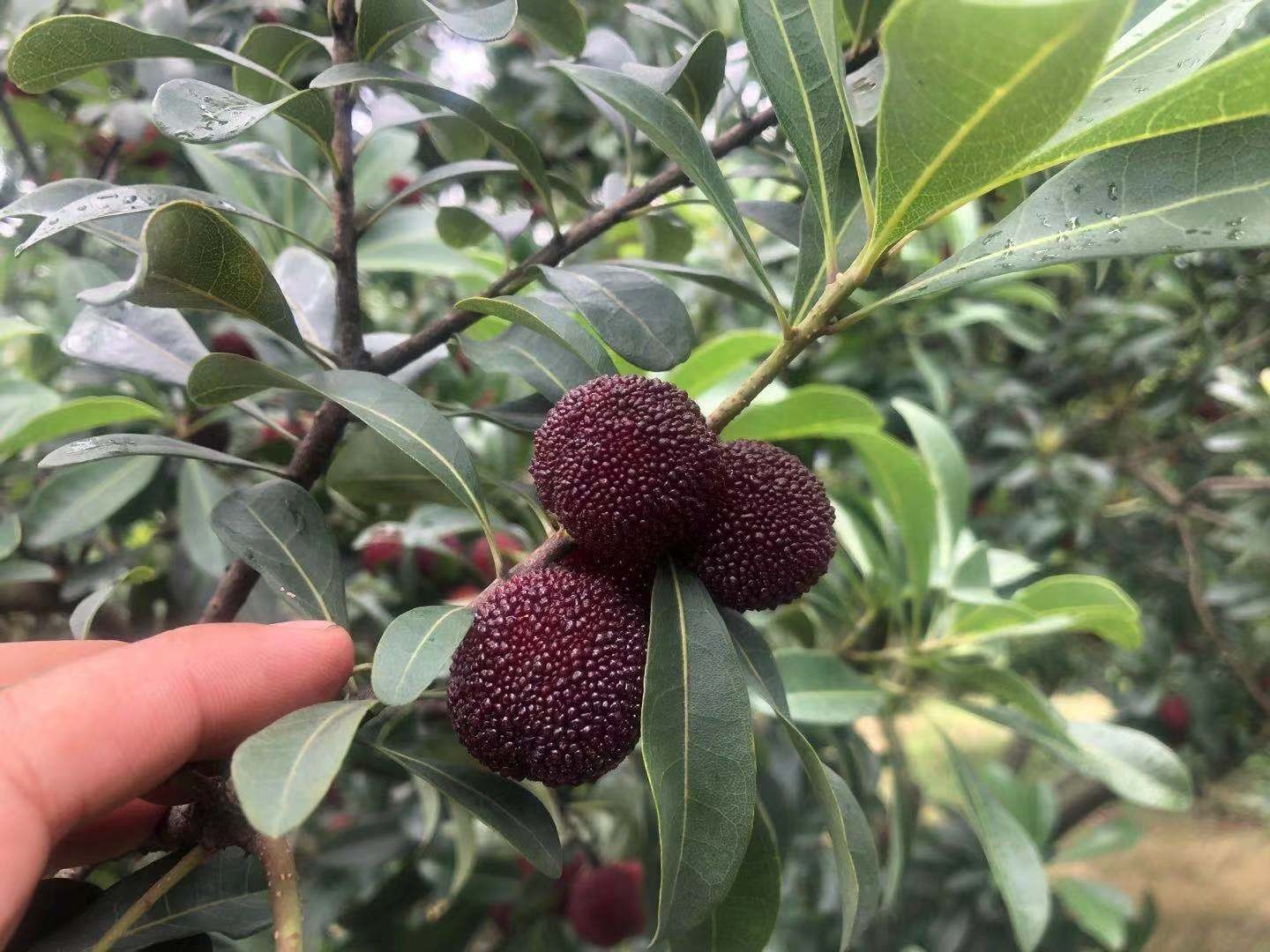 【京鲜速配】余姚慈溪梅老大荸荠种杨梅 真空保鲜现摘现发新鲜杨梅