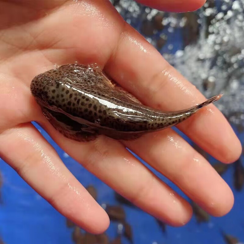 冷水清道夫贵州爬岩鳅稀有琵琶鱼擦玻璃除藻清洁鱼缸工具鱼淡水 贵州