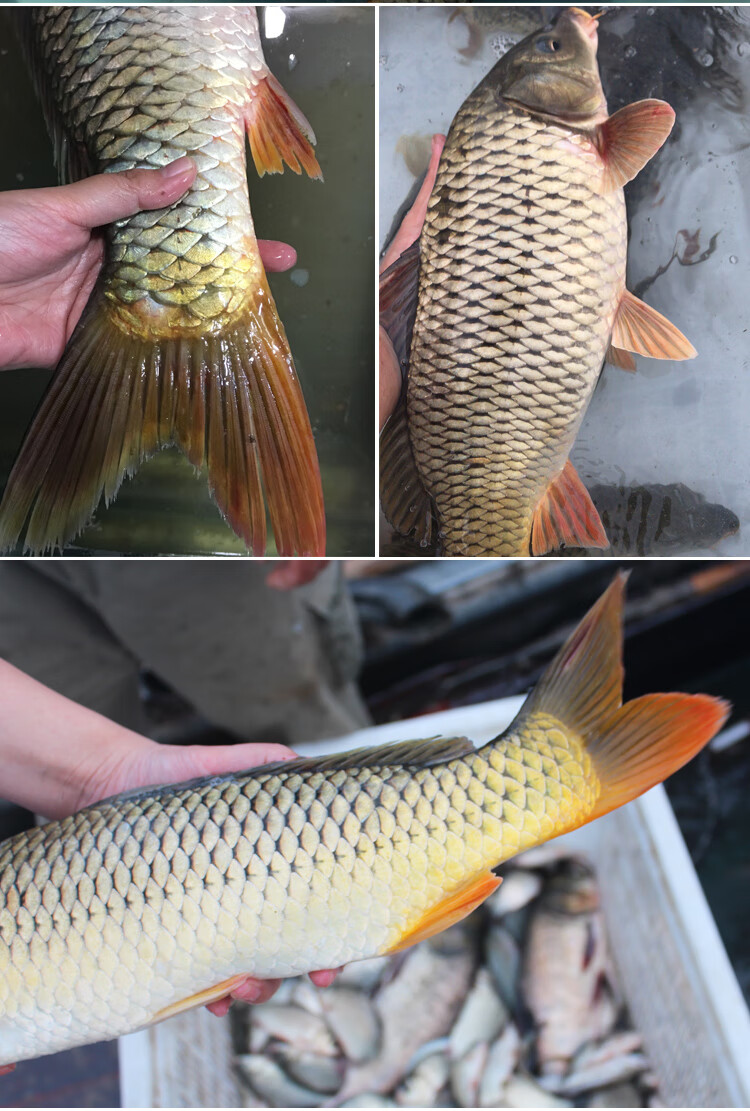 品鲜肴 淡水鱼 生态大鲤鱼 渔民野外捕获鲜活鱼现杀整条鱼 海鲜水产