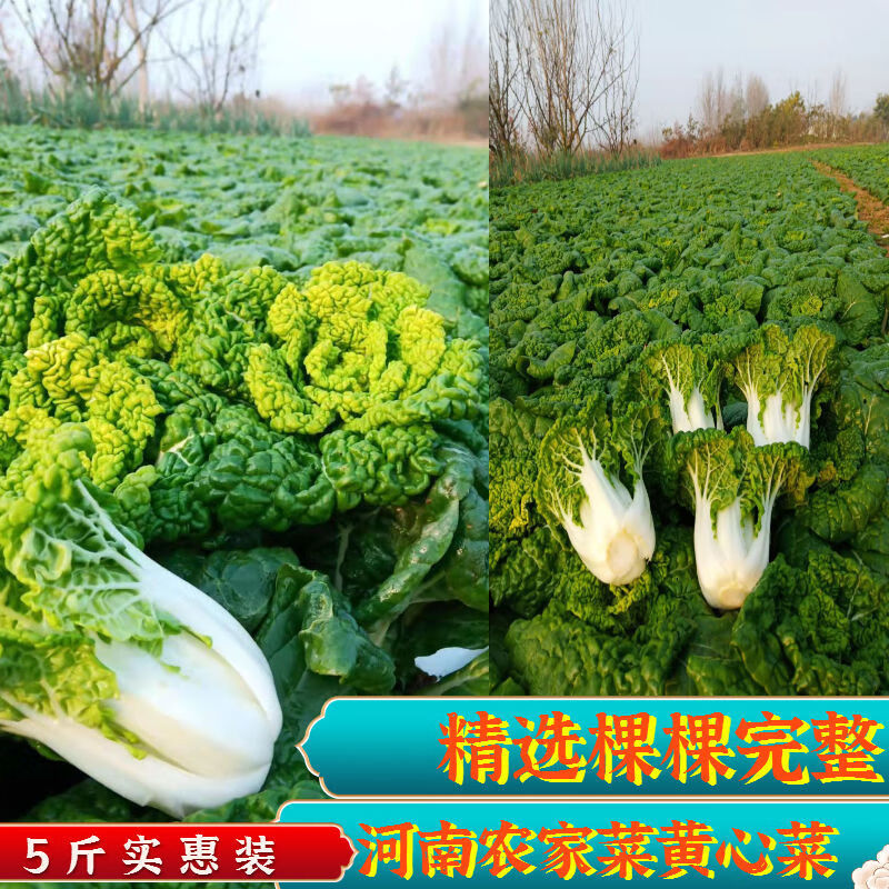黄心菜黄心乌塌菜河南霜冻耐寒菊花菜当季新鲜蔬菜火锅食材精选3斤