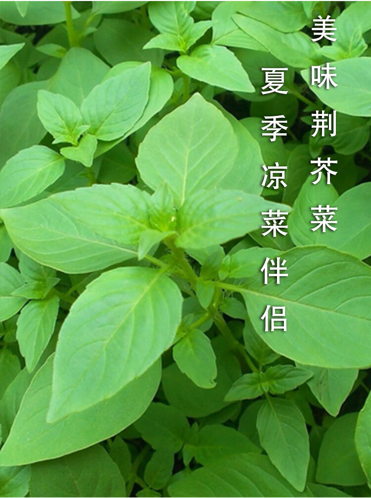 荆芥菜种籽河南大叶荆棘种子菜籽夏季四季播盆栽荆菜荆芥蔬菜苗孑