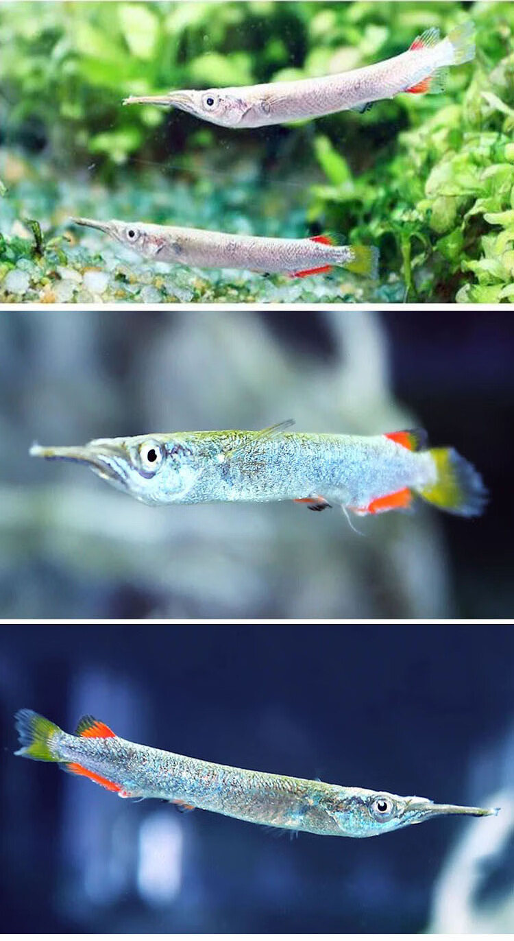 钱隆宠(qlpets)灯鱼上层漂浮白金水针鱼活体 宠物鱼热带淡水观赏鱼