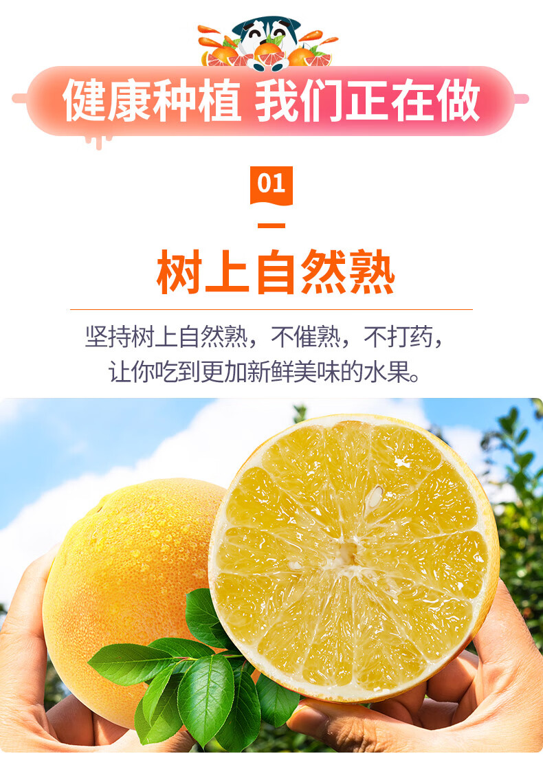黄金葡萄柚10斤应当季新鲜水果大黄心蜜柚甜柚子西柚5斤礼盒装颗颗