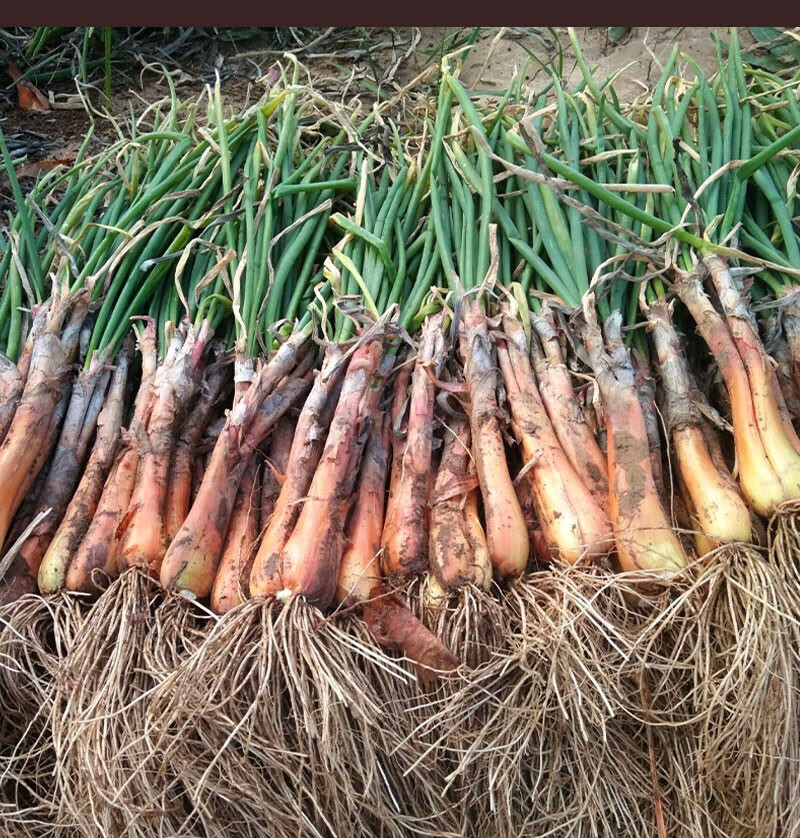 源外园 甘肃陇南新鲜红葱红头葱种产地大葱老葱根对葱红皮红根小葱种