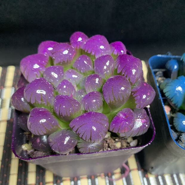 蓓弗 冰灯玉露防辐射彩色植物四季易养活潘氏水晶玉露室内桌面盆栽