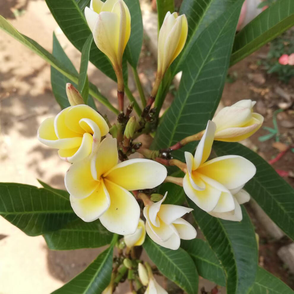 鸡蛋花树鸡蛋花盆栽树苗红黄多色鸡蛋花树苗绿植开花香z1 双色50 厘米