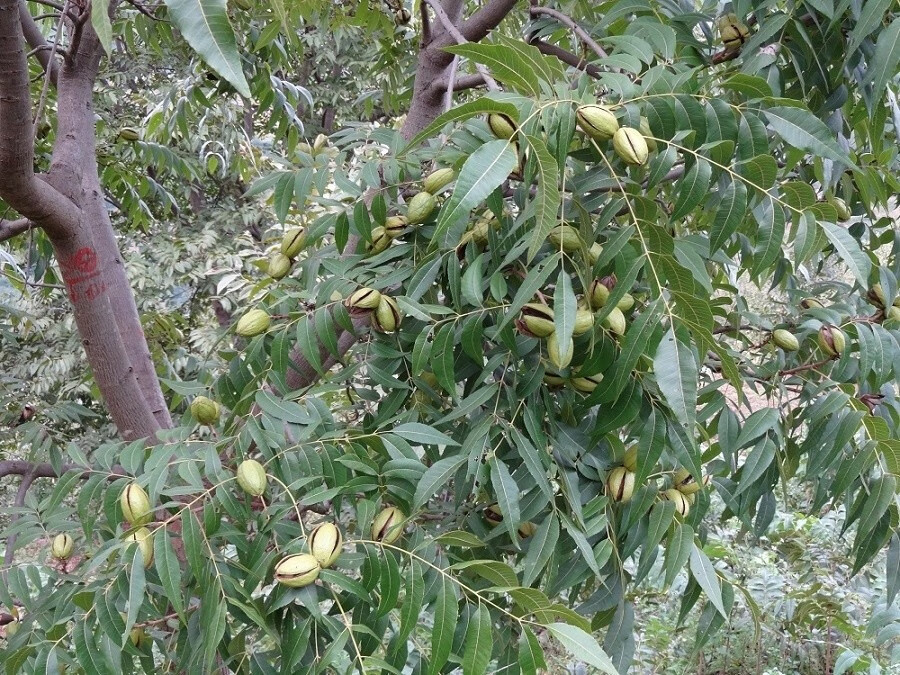 碧根果树苗核桃树苗美国碧根果树苗嫁接苗长寿果当年结果南方北方种植