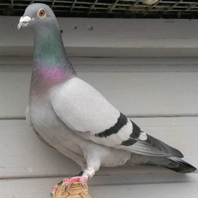 肉鸽观赏鸽小鸽活物幼鸽鸽子苗包活 瓦灰种鸽一对(到家下蛋)【图片