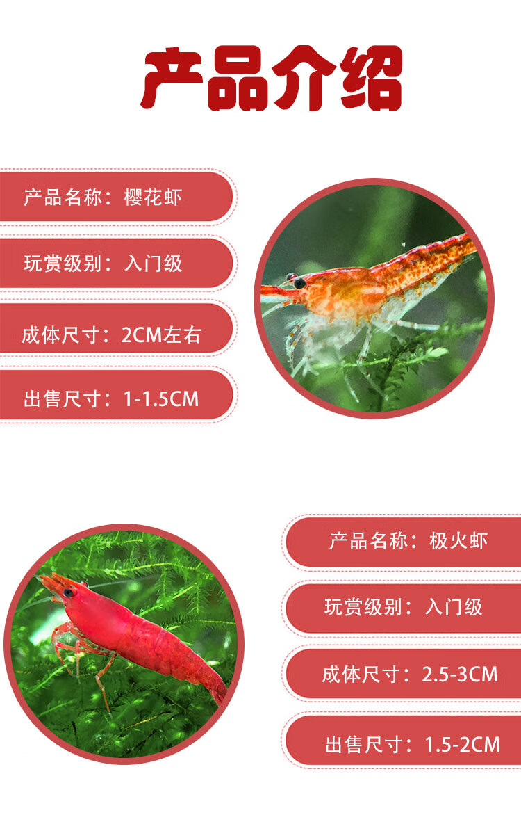族萃观赏虾活体宠物草缸黑壳水晶虾樱花极火米虾大和除藻工具虾苗淡水