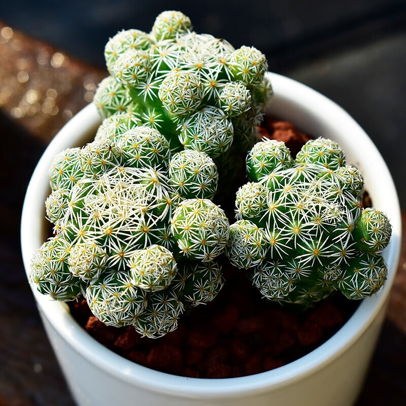 仙人球多肉植物组合盆栽肉肉新手植物办公室创意花卉绿植 白鸟9颗【不