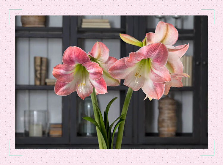 新球到货圣茵朱顶红种球棉花糖进口球根花卉开花球2628cm