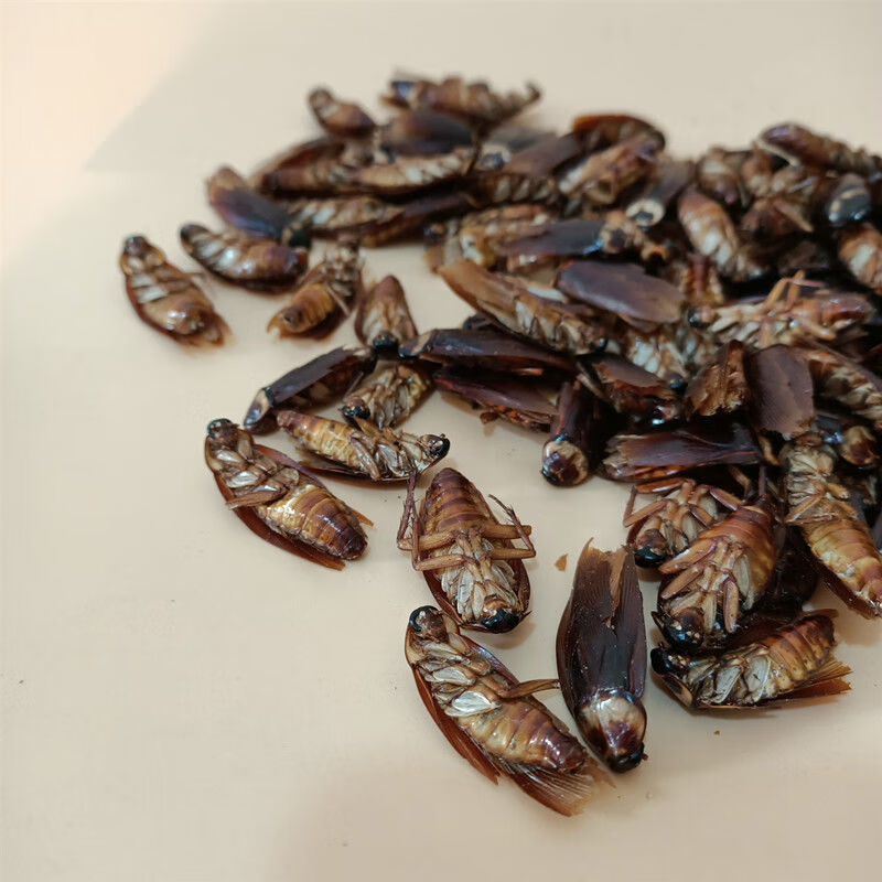 蟑螂干 中药材美洲大蠊 干蟑螂金龙鱼饲料蟑螂粉精粉家用药用 蟑螂干
