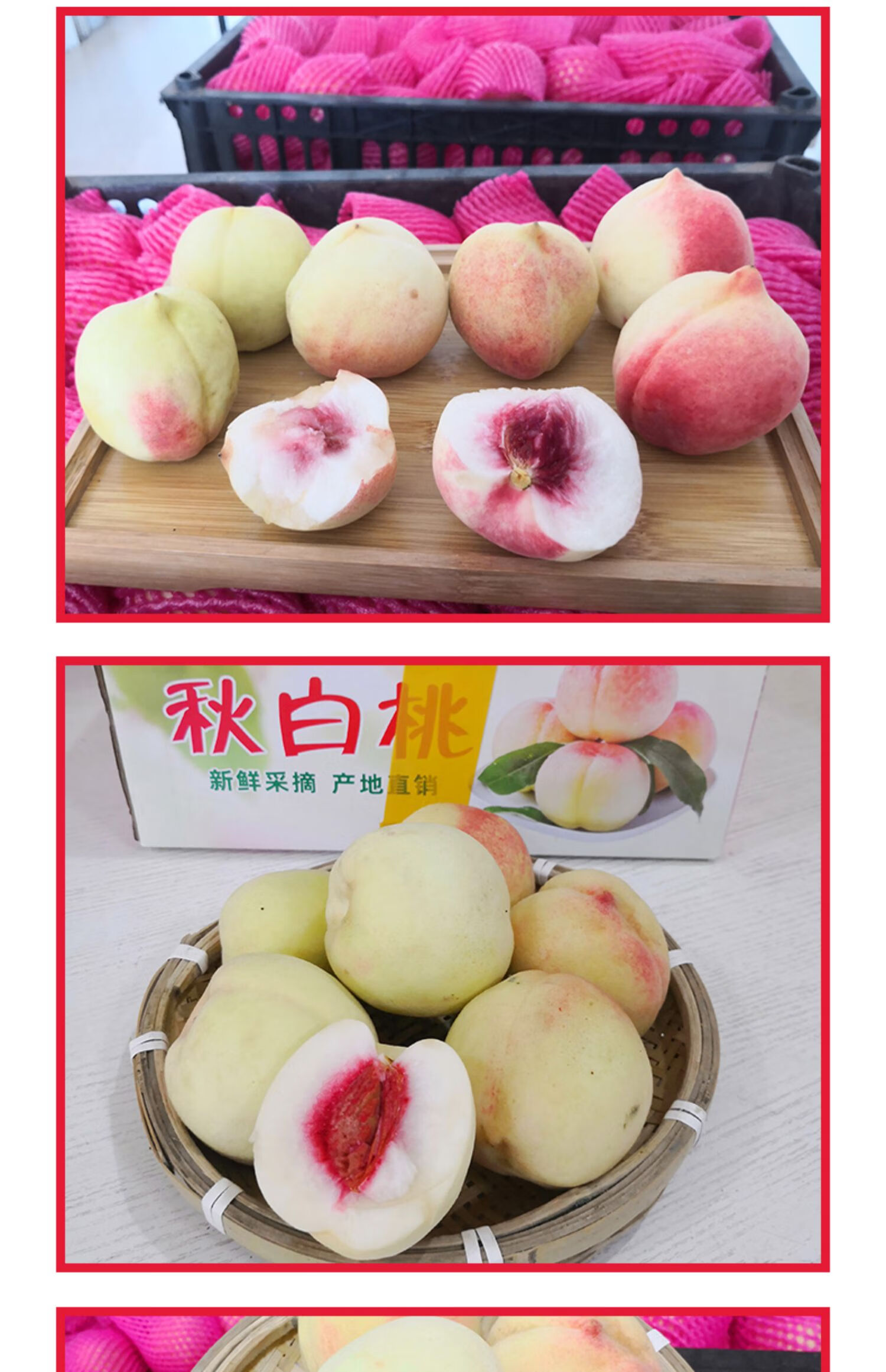 春光岛 丹东河口新鲜精品秋白桃现摘现发新鲜毛桃离核水果 5斤 精选果