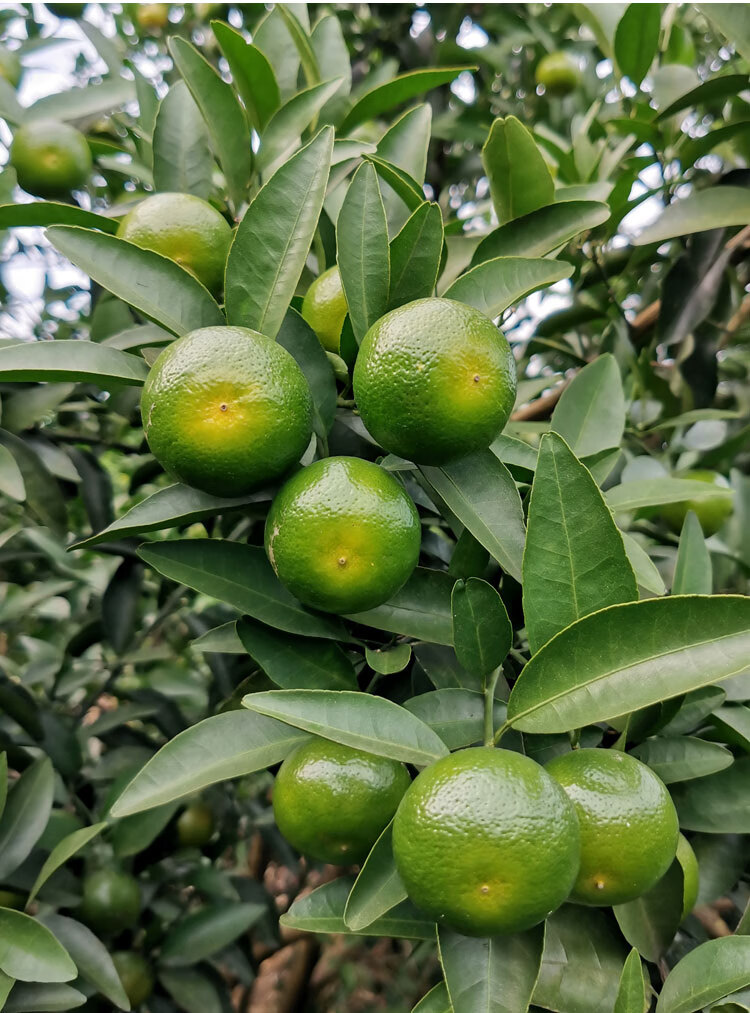 纯甜无酸广西清香蜜桔砂糖橘桂林纯甜茶橘薄皮蜜橘巴西柑359斤净重