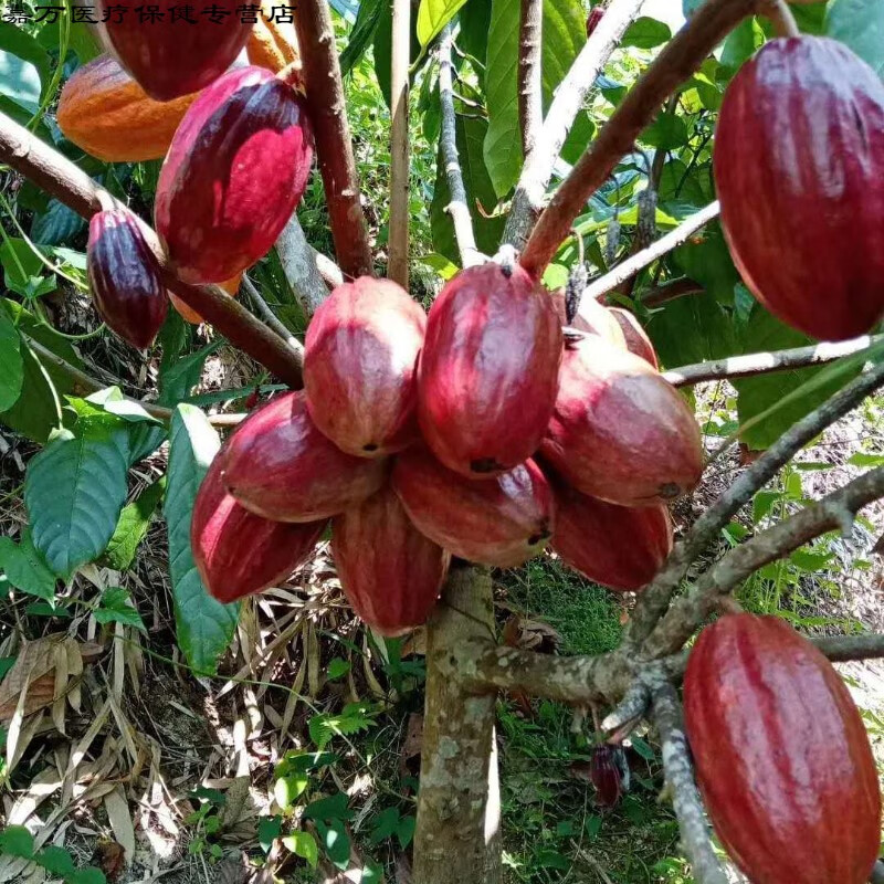 花初醒海南新鲜可可果果园直实发 热带可可鲜果原豆果实巧克力果原料