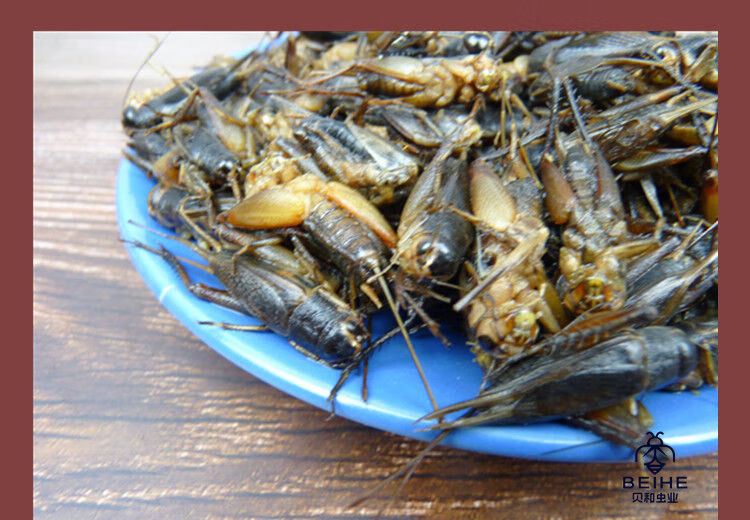 伟博蟋蟀新鲜冷冻蛐蛐食用昆虫油炸虫子土蛰子油葫芦蝈蝈 一斤新鲜