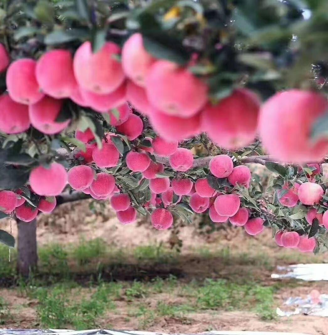 山西吉县壶口瀑布苹果礼盒装15个精品一级大果10斤95100mm10斤礼盒装