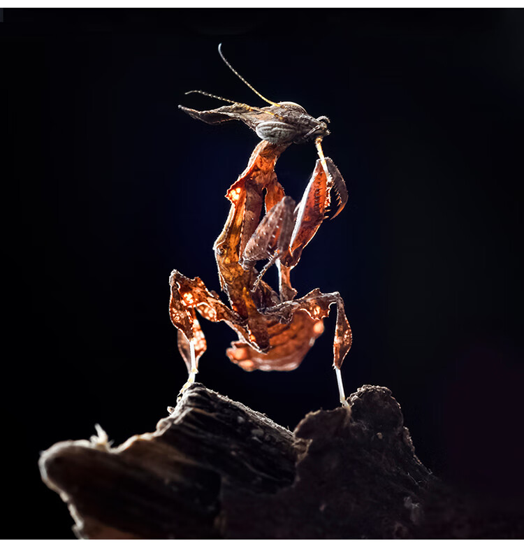 朵芮蜜饲养简单学生办公室帅气非洲幽灵螳螂活体宠物容易养活省心宠物