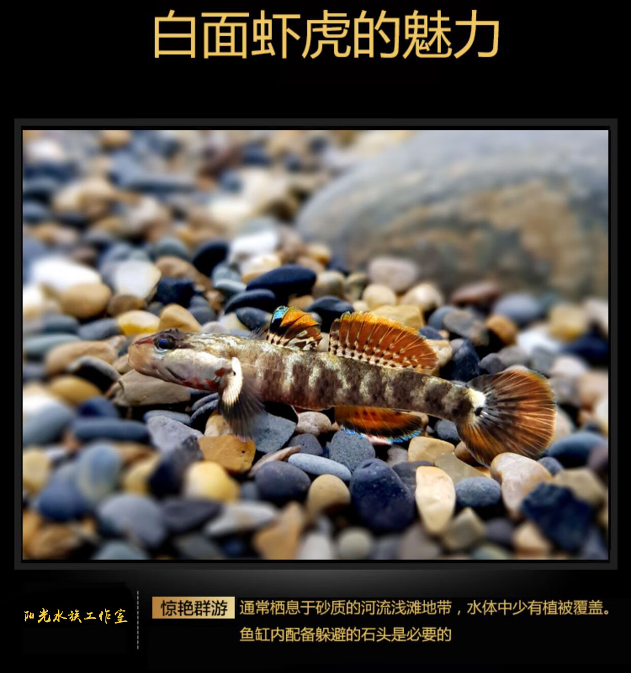 荣郁练手虾虎鱼稀有原生鱼冷水鱼白面虾虎鱼观赏鱼李氏黄唇淡水鱼虾虎
