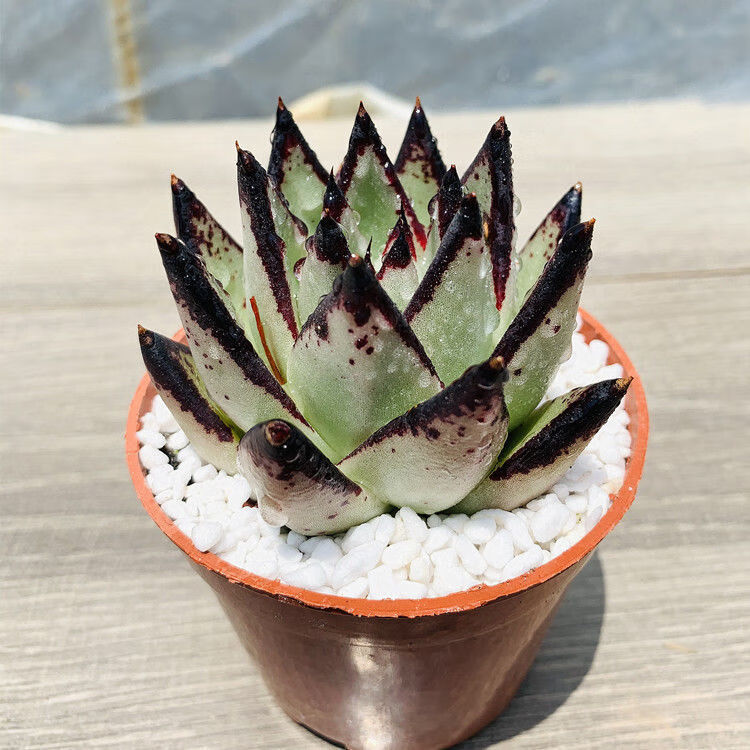 黑檀汁乌木多肉植物精选黑檀汁乌木盆栽云南发货原盆土发货180盆劲