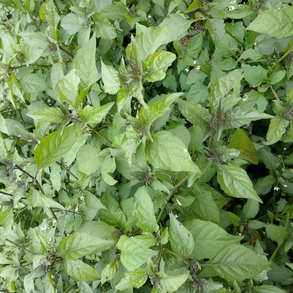 新鲜龙葵草乌点规白花菜嫩芽嫩叶当菜吃500克新鲜龙葵草乌点规白花菜