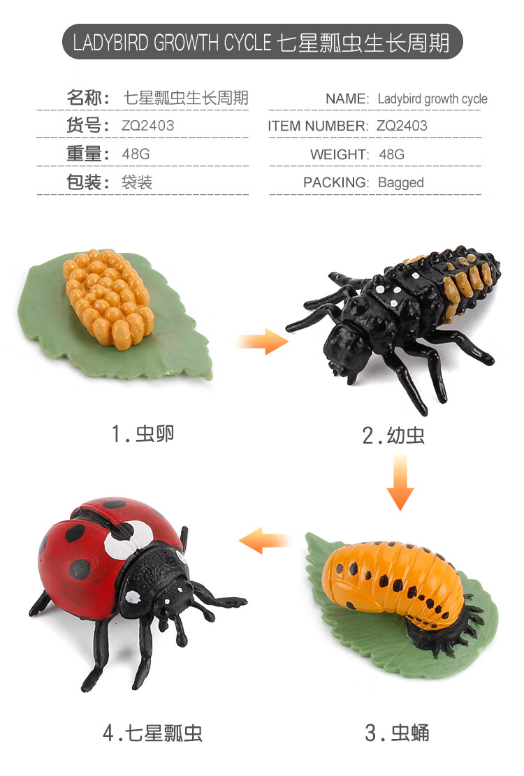 澄可儿童早教认知玩具动物昆虫成长周期模型仿真蚂蚁青蛙蚊子蝴蝶进化