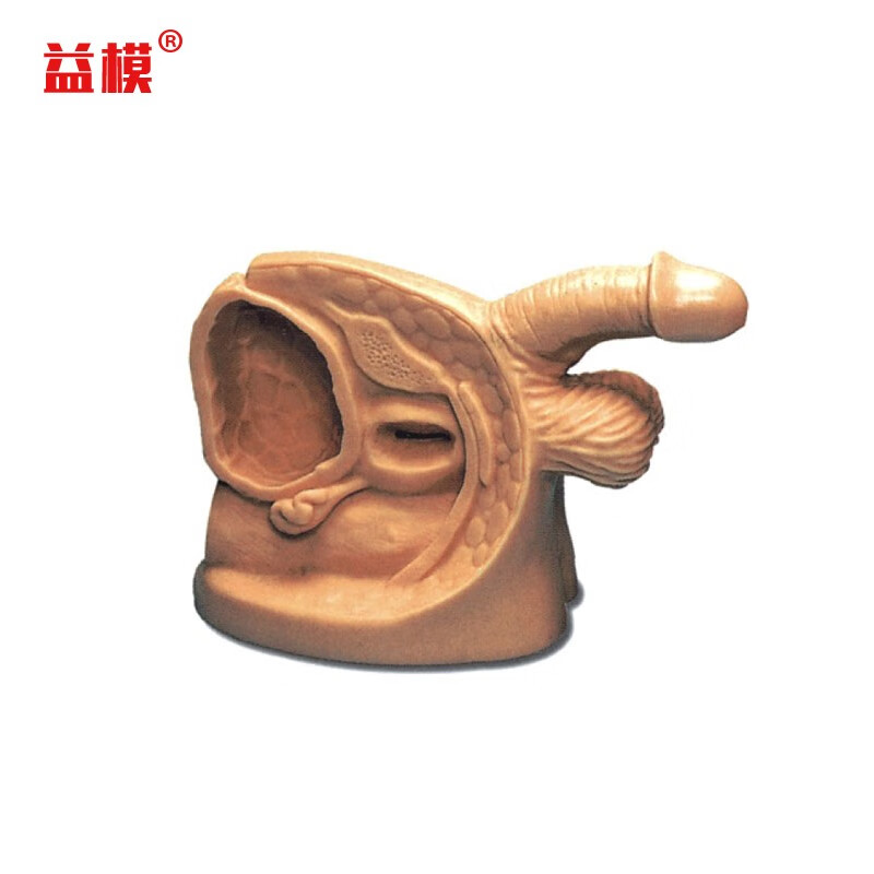 益模高级男性女性导尿外生殖器模型医学用护士护理教学导尿操作示教