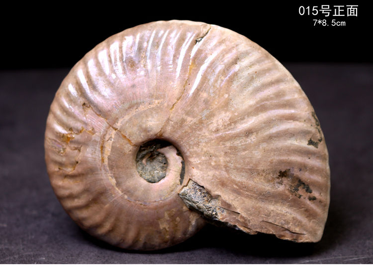 古生物马达加斯加斑彩螺化石叶菊石化石标本教学标本礼品 034号【图片