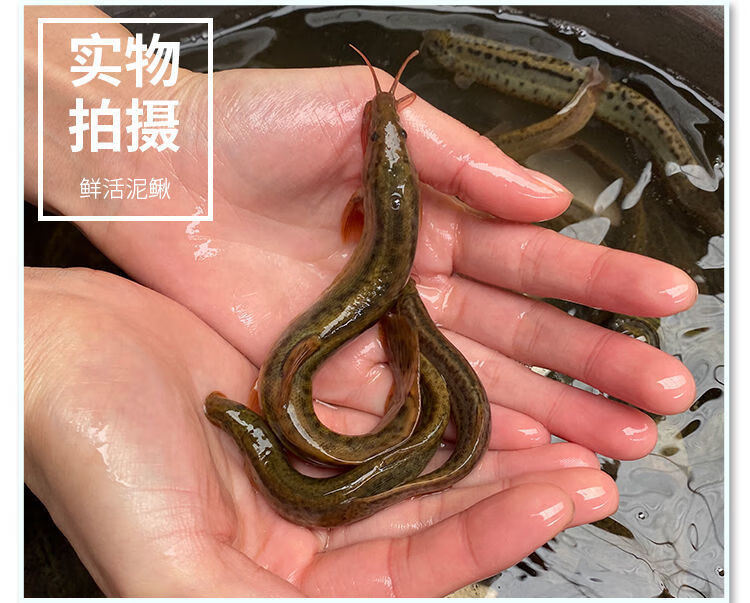 鮮活泥鰍養殖食用大泥鰍淡水魚按斤賣釣魚泥鰍苗活體小魚飼料泥鰍約10