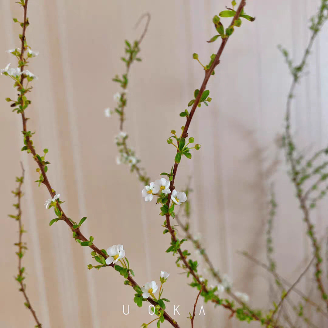 雪柳干枝干枝雪柳云龙柳红瑞木遇水开花长叶鲜切花枝干支花水养喷雪花