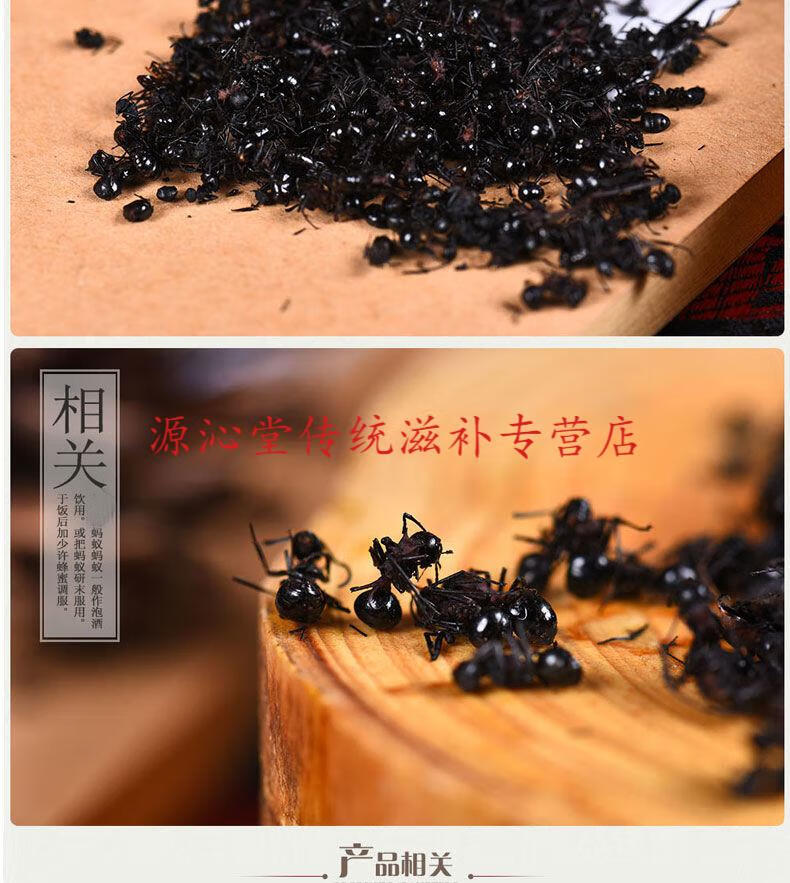 黑蚂蚁的功效与作用图片
