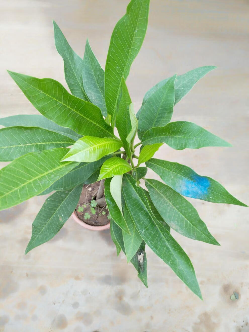 盆栽花卉鸡蛋花苗鸡蛋花树苗名贵珍品庭院植物黄花1棵6080cm不含盆