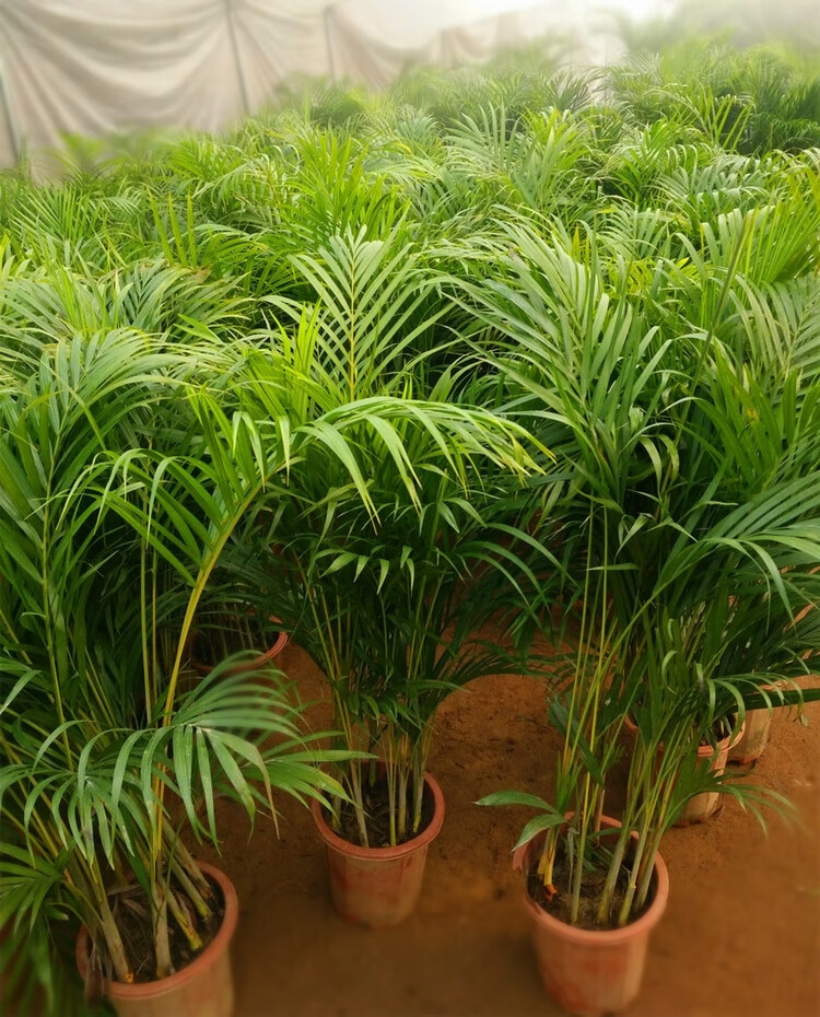 大型绿植客厅室内盆栽花卉散尾葵盆景袖珍椰子凤尾竹散尾葵吸甲醛 50