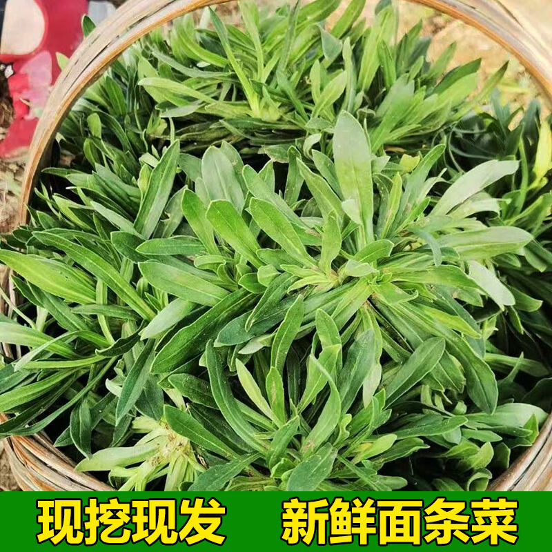 面条菜新鲜野生野菜羊蹄棵新鲜蔬菜现挖柳叶菜河南特产蒸菜 新鲜面条