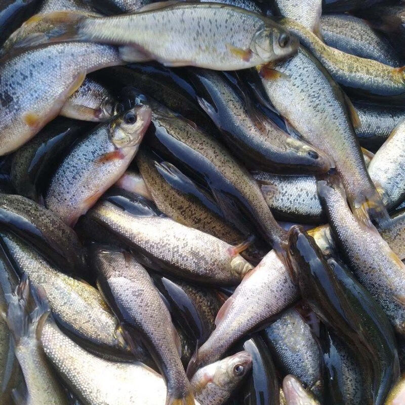 lism黑龙江特产淡水鱼野生鲜活柳根鱼红赤子小杂鱼3斤大号野生柳根鱼