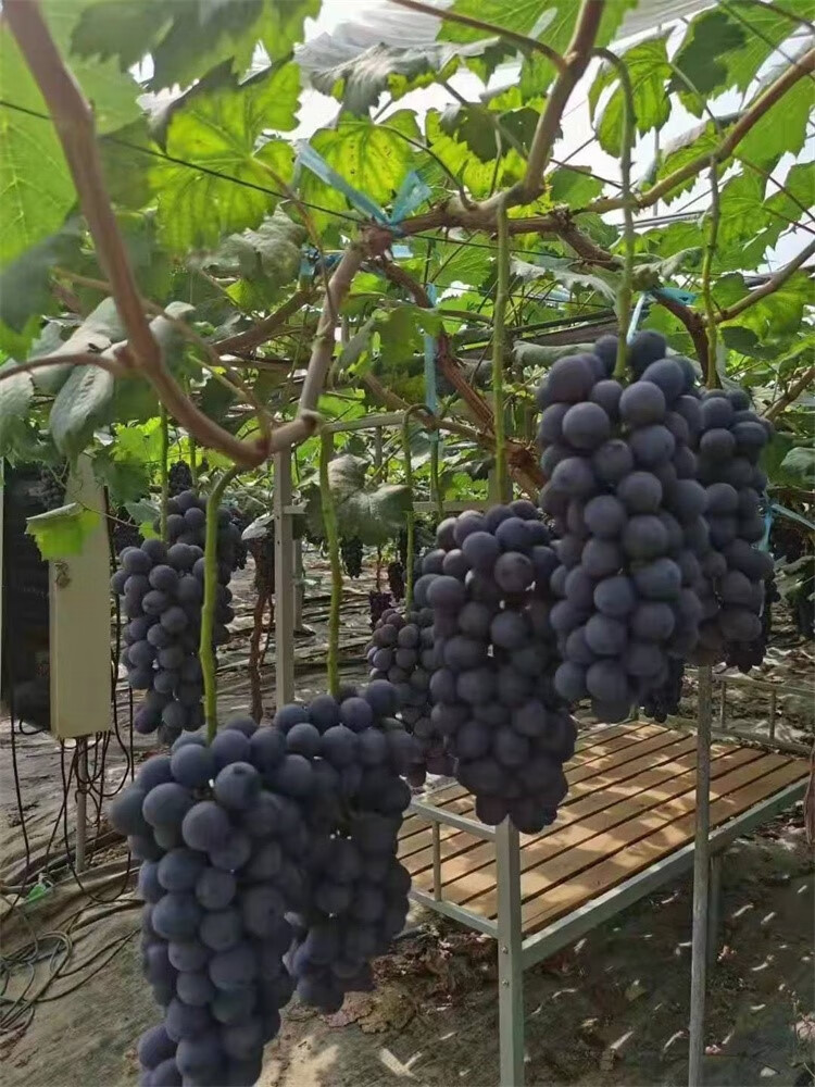 葡萄树苖庭院阳光玫瑰巨峰金手指蓝宝石爬藤南方北方种植耐寒大葡萄苗